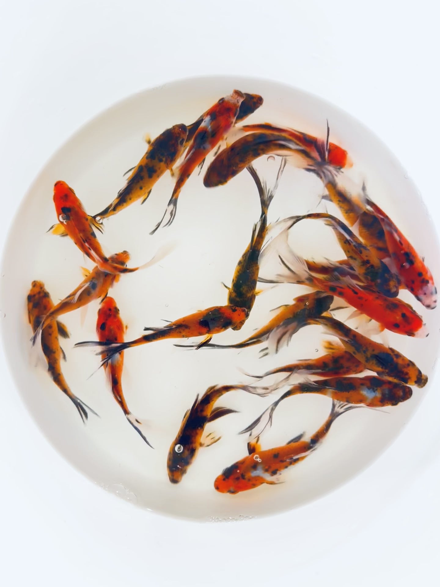 Tiger Shubunkin Goldfish For Sale | FREE SHIPPING | Live Arrival Guarantee