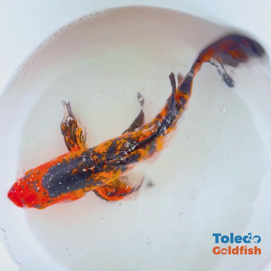 Toledo Goldfish | Butterfly fin koi orange and black