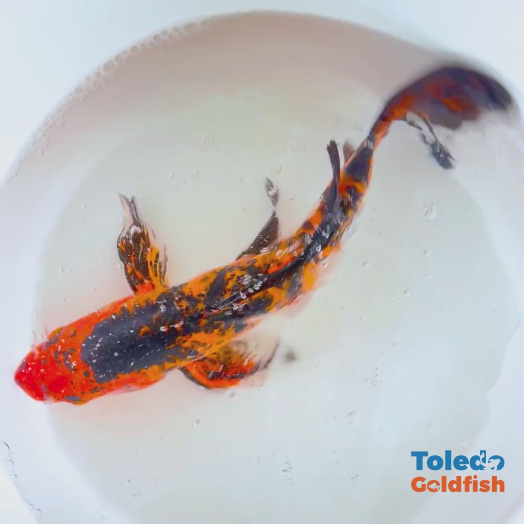 Toledo Goldfish | Butterfly fin koi orange and black
