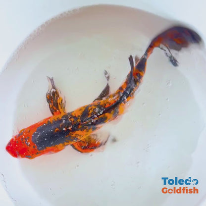 Toledo Goldfish | Butterfly fin koi orange and black