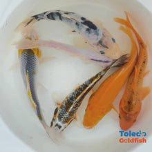 Load and play video in Gallery viewer, TOLEDO GOLDFISH | Live Standard Fin Koi orange/blue color mix
