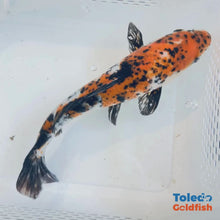 Load and play video in Gallery viewer, TOLEDO GOLDFISH | tri-color Standard Fin Koi
