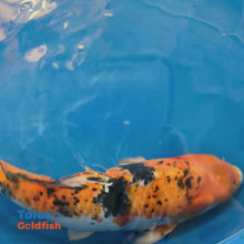Load and play video in Gallery viewer, TOLEDO GOLDFISH | Tri-Color Butterfly Fin Koi
