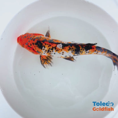 Toledo Goldfish | 10" Tri-Color Standard Fin Koi