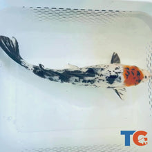 Load and play video in Gallery viewer, Toledo Goldfish| Tri-Color Standard Fin Koi
