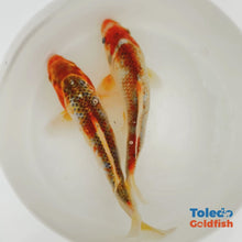 Load and play video in Gallery viewer, TOLEDO GOLDFISH | Live Standard Fin Koi orange/blue color mix
