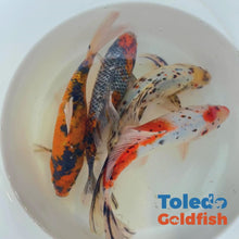 Load and play video in Gallery viewer, Toledo Goldfish | Large Shubunkin Goldfish Live Fish
