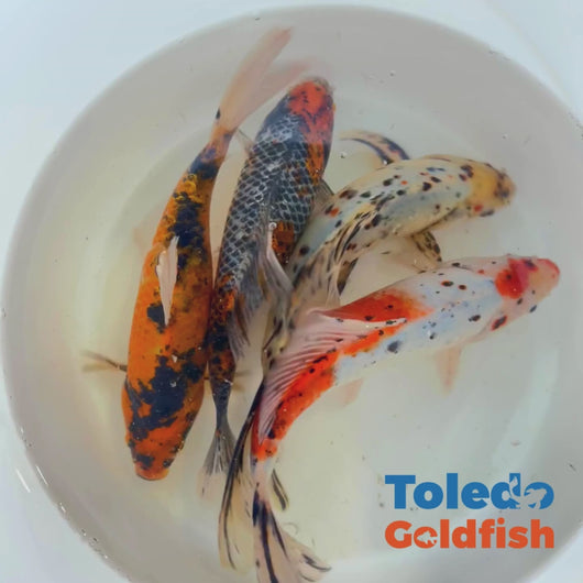 Toledo Goldfish | Large Shubunkin Goldfish Live Fish