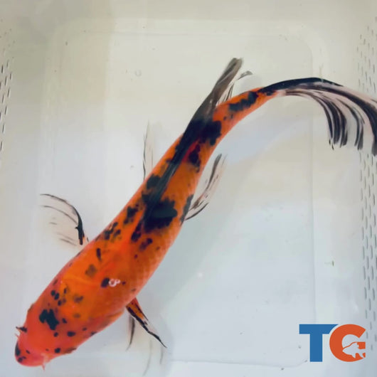 Toledo Goldfish| Orange and Black Butterfly Koi