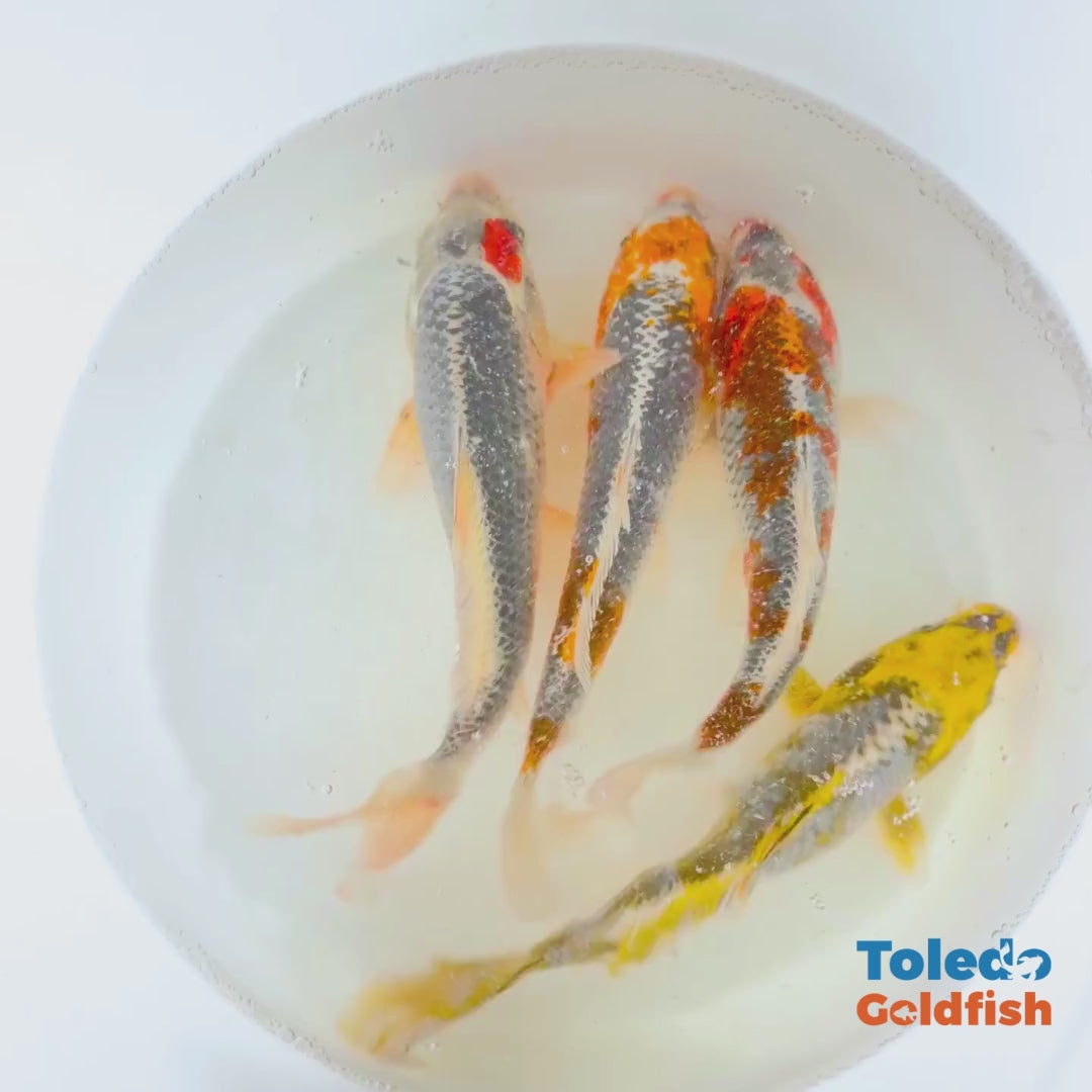 TOLEDO GOLDFISH |  Live Standard Fin Koi
