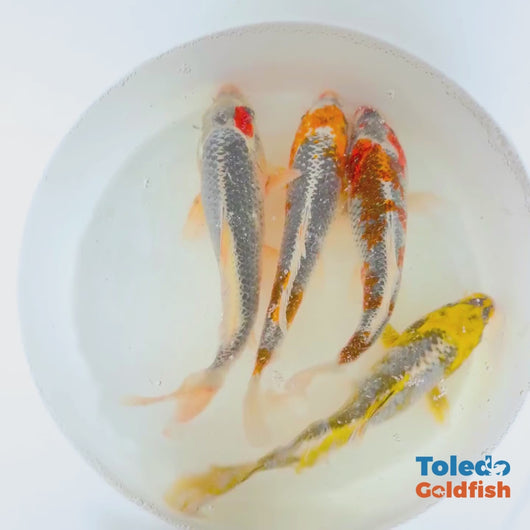 TOLEDO GOLDFISH |  Live Standard Fin Koi
