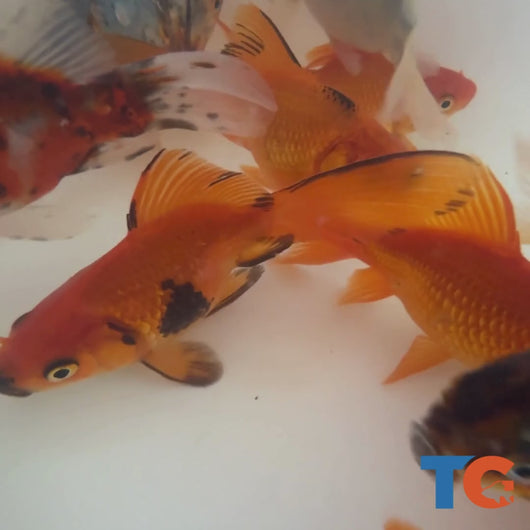 Toledo Goldfish | Sabao goldfish