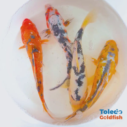 TOLEDO GOLDFISH |  Live Standard Fin Koi