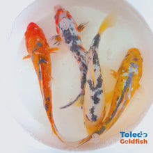 Load and play video in Gallery viewer, TOLEDO GOLDFISH |  Live Standard Fin Koi
