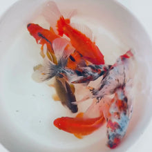 Load and play video in Gallery viewer, Toledo Goldfish | Assorted fantail combo, calico and red fantail goldfish
