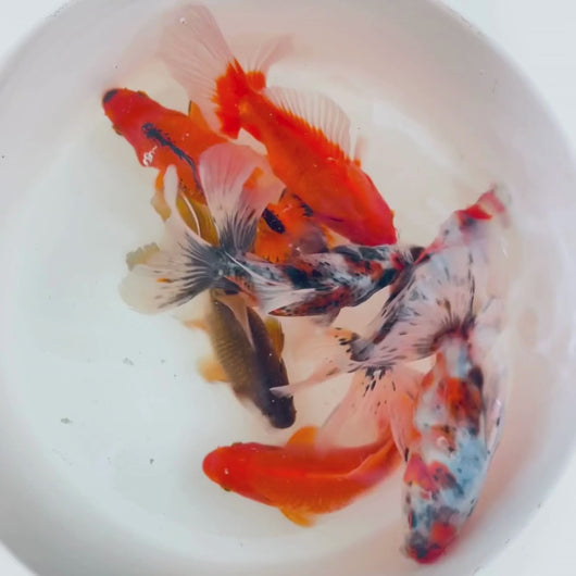 Toledo Goldfish | Assorted fantail combo, calico and red fantail goldfish