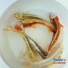 Load and play video in Gallery viewer, Toledo Goldfish | Live Standard Fin Koi Exact Bright Highlighter coloration
