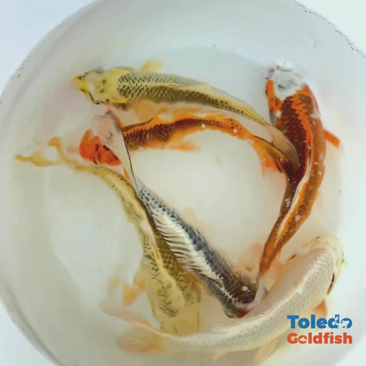 Toledo Goldfish | Live Standard Fin Koi Exact Bright Highlighter coloration