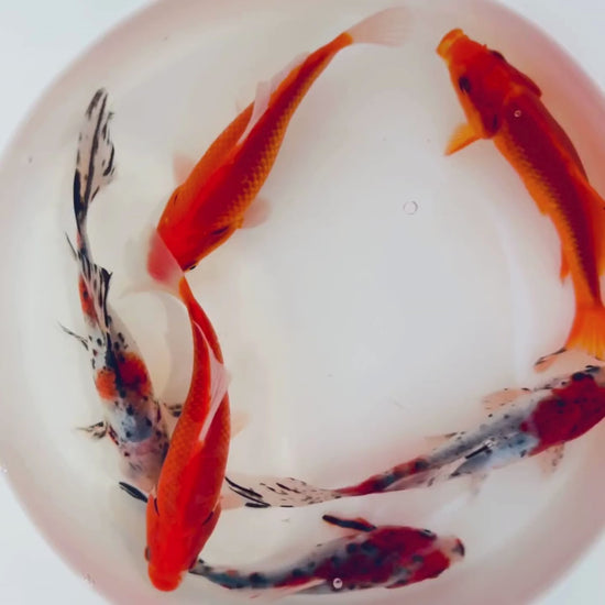 TOLEDO GOLDFISH | Shubunkin and common goldfish