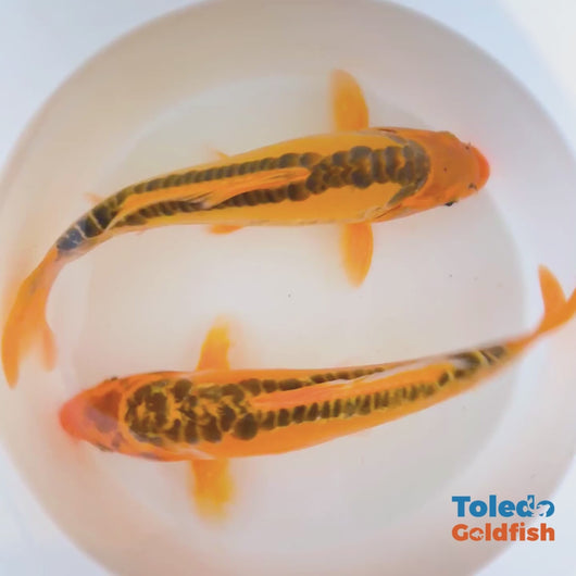 TOLEDO GOLDFISH | Live Select Koi