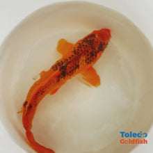 Load and play video in Gallery viewer, TOLEDO GOLDFISH | Orange Doitsu Live Standard Fin Koi
