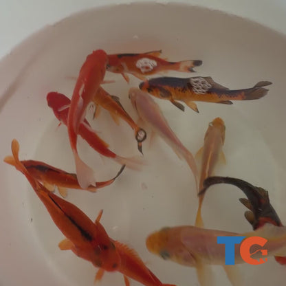 Toledo Goldfish Spooky Goldfish Mix