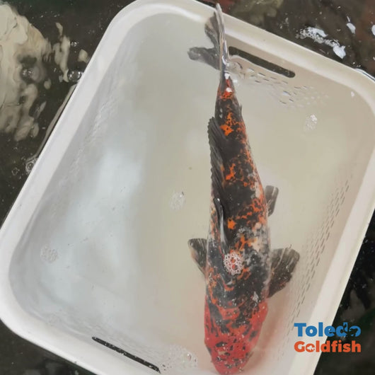 TOLEDO GOLDFISH | Tri-Colored Live Standard Fin Koi