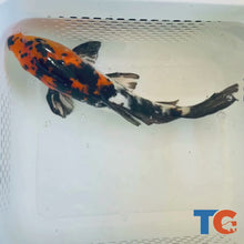 Load and play video in Gallery viewer, Toledo Goldfish| Standard Fin Koi
