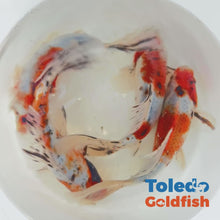 Load and play video in Gallery viewer, Toledo Goldfish | Large Blue Shubunkin Goldfish 
