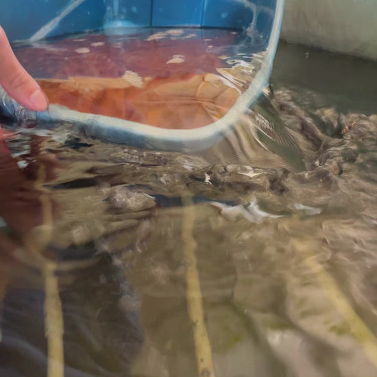 Toledo Goldfish Live Albino Catfish