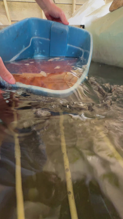 Toledo Goldfish Live Albino Catfish