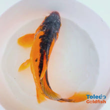 Load and play video in Gallery viewer, Toledo Goldfish LIve Koi
