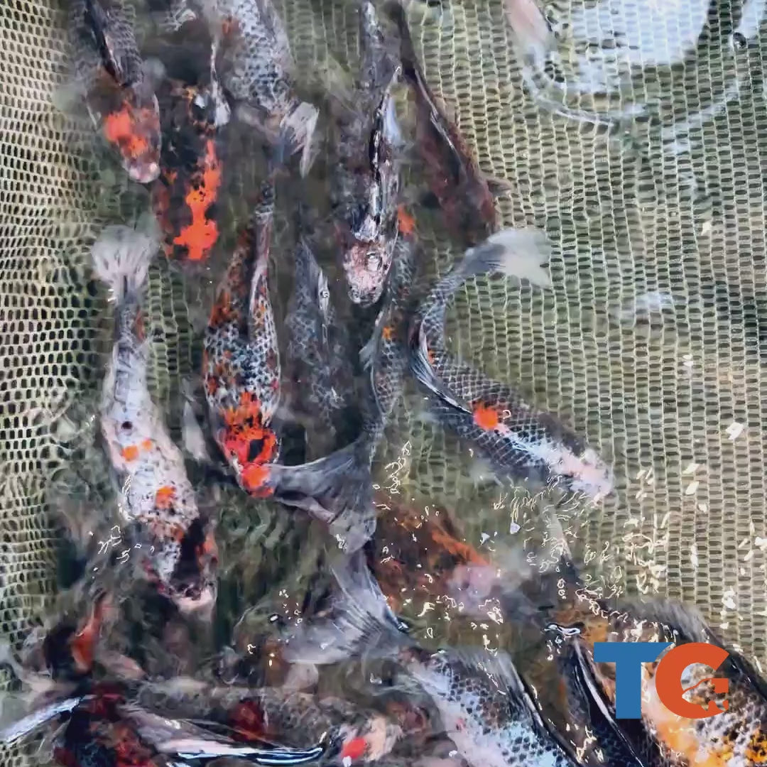 Toledo Goldfish black diamond Shubunkin Goldfish