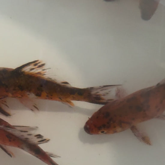 Toledo Goldfish | Tiger Shubunkins video