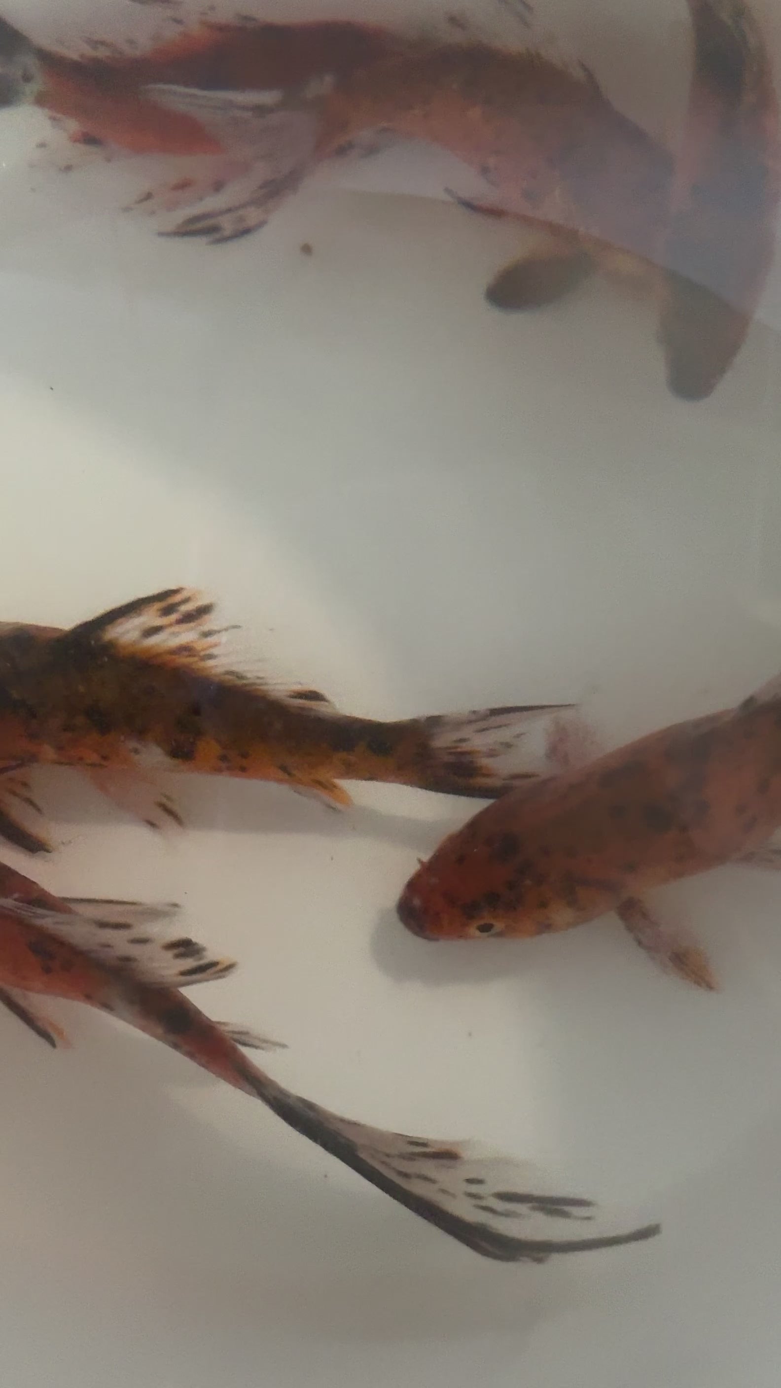 Toledo Goldfish | Tiger Shubunkins video