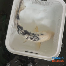 Load and play video in Gallery viewer, TOLEDO GOLDFISH | Black &amp; White GinRin Live Standard Fin Koi
