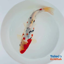 Load and play video in Gallery viewer, TOLEDO GOLDFISH | Tri Color Live Standard Fin Koi
