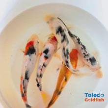 Load and play video in Gallery viewer, TOLEDO GOLDFISH |  Live Standard Fin Koi
