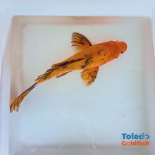 Load and play video in Gallery viewer, Toledo Goldfish | Standard Fin Koi
