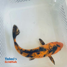 Load and play video in Gallery viewer, 12&quot; Orange &amp; Black Standard Fin Koi  (LOT 77)

