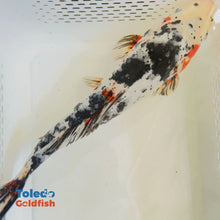 Load and play video in Gallery viewer, TOLEDO GOLDFISH | tri-color Standard Fin Koi
