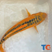 Load and play video in Gallery viewer, Toledo Goldfish| Standard Fin Koi
