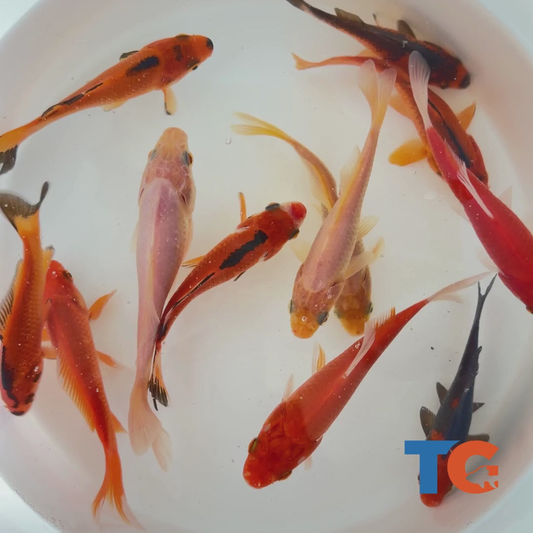 Toledo Goldfish Spooky goldfish video
