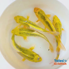 Load and play video in Gallery viewer, TOLEDO GOLDFISH |  Live Standard Fin Koi
