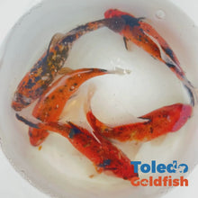 Load and play video in Gallery viewer, Toledo Goldfish | Tiger Shubunkin Goldfish Live Fish
