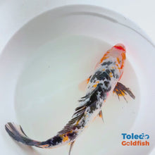 Load and play video in Gallery viewer, Select Koi - Standard Fin Koi - 12 inch Tri-Color Orange Highlights Standard Fin Koi
