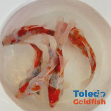 Load and play video in Gallery viewer, Toledo Goldfish | Candy Cane Shubunkin Goldfish live goldfish with red and white coloration
