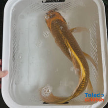 Load and play video in Gallery viewer, TOLEDO GOLDFISH | Yellow Live Standard Fin Koi
