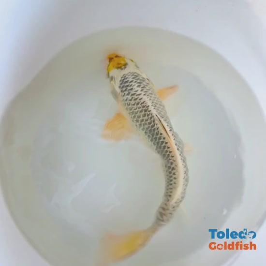 12" Yellow Spot Silver Standard Fin Koi