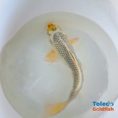 12" Yellow Spot Silver Standard Fin Koi